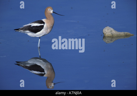 Männliche Amerikanische Säbelschnäbler in Salz-Wasser Pool, Antelope Island State Park, Great Salt Lake, Sole fliegen, Evansville, Stockfoto