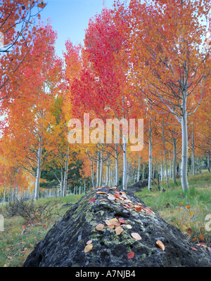 UTAH. USA. Roten aspen Grove (Populus Tremuloides). Boulder Mountain im Herbst. Dixie National Forest. Stockfoto