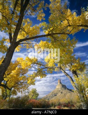 UTAH. Gunnison Butte, Pappeln & Squawbush, Herbst. Entlang der Green River Flussaue. Stockfoto