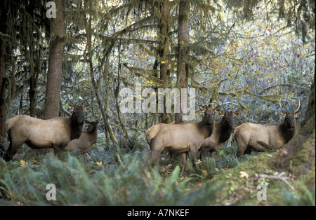 NA, USA, Washington, Olympic NP, Hoh Regenwald. Roosevelt Elche (Cervus Elaphus) Stockfoto