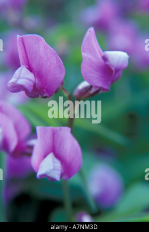 NA, USA, WA, Walla Walla County, SE Washington Garten Erbse Blüten Stockfoto