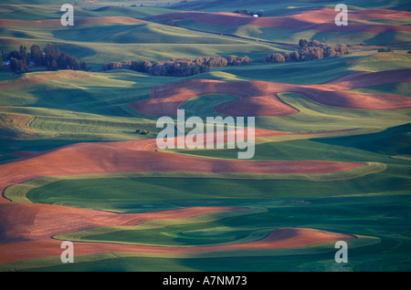 NA, USA, Washington, Whitman County, Palouse Region von Steptoe Butte Stockfoto