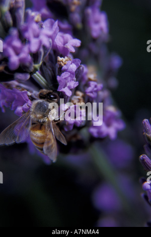Nordamerika, USA, Washington, Walla Walla County. Honigbiene sammelt Pollen in eine Lavendelpflanze Stockfoto