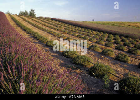 Nordamerika, USA, Washington, Walla Walla County. Lavendelfeld ist teilweise geerntet Stockfoto