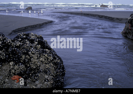 USA, WA, Olympic NP, Kalaloch Beach., Stream durchläuft Tidepools auf seinem Weg zum Meer. Stockfoto