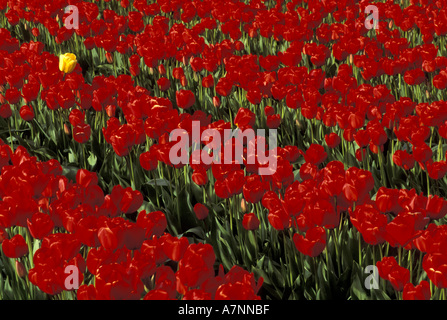 NA, USA, Washington, Skagit Valley, Lone gelbe Tulpe in einem Feld von roten Tulpen Stockfoto