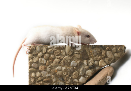 ausgefallene Ratte (Rattus Norvegicus Forma Domestica), zu Fuß auf Stein Stockfoto