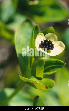 Zwerg-Kornelkirsche, Hartriegel (Cornus Suecica), blühen, Norwegen Stockfoto