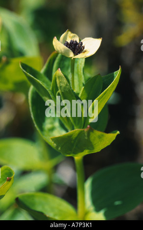 Zwerg-Kornelkirsche, Hartriegel (Cornus Suecica), blühen, Norwegen Stockfoto