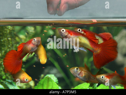 Guppy (Poecilia Reticulata, Lebistes Reticulatus, Lebistes Reticulata), Schwarm wird gefüttert Stockfoto