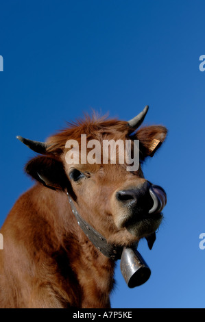 Portrait einer Kuh, Frankreich Stockfoto