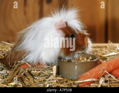 inländische Meerschweinchen (Cavia Aperea F. Porcellus), Meerschweinchen Essen Stockfoto