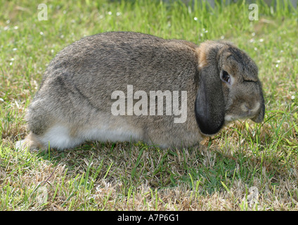 Zwerg Kaninchen (Oryctolagus Cuniculus F. Domestica), auf der Wiese Stockfoto