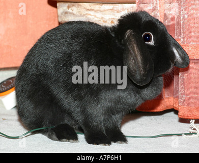 Zwerg-Kaninchen (Oryctolagus Cuniculus F. Domestica), sitzen auf dem Fußboden im Wohnzimmer Stockfoto