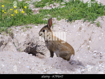 Europäischen Kaninchen (Oryctolagus Cuniculus), grabende Kaninchenbau Stockfoto