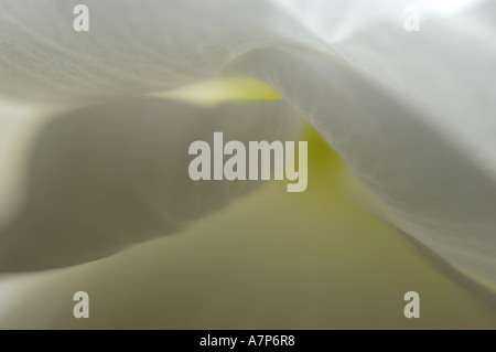 Tuberöse Begonie (Begonia Tuberhybrida), Blütenblätter, Deutschland Stockfoto