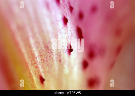 Martagon-Lilie, lila Turk Kappe Lilie (Lilium Martagon), Detail Innenansicht von einer Blüte, Italien Stockfoto