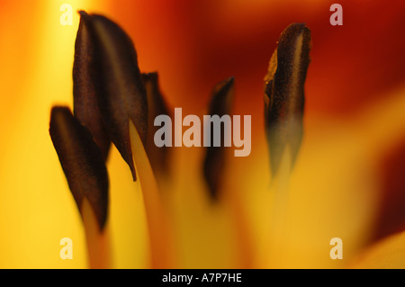 Taglilie (Hemerocallis spec.), Detail Innenansicht von einer Blüte Stockfoto