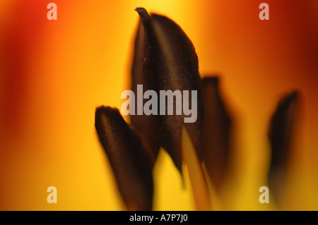 Taglilie (Hemerocallis spec.), Detail Innenansicht von einer Blüte Stockfoto