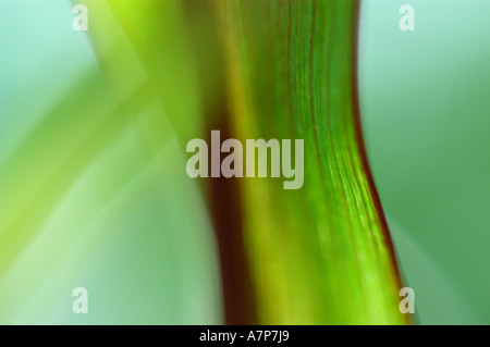 Perle-Hirse (Lampenputzergras Glaucum), Struktur von der Rückseite eines Blattes, Deutschland Stockfoto