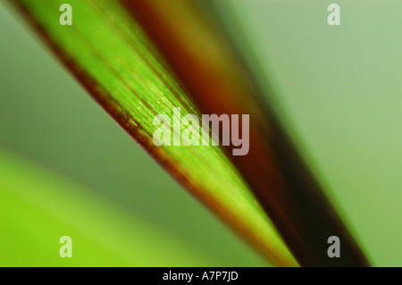 Perle-Hirse (Lampenputzergras Glaucum), Struktur von der Rückseite eines Blattes, Deutschland Stockfoto