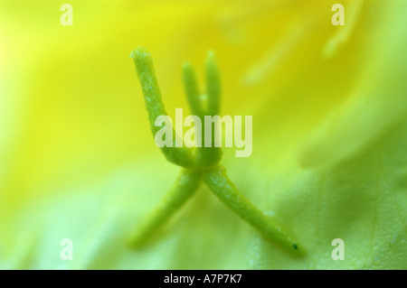 Am Abend Nachtkerzen (Oenothera spec.), Detail Innenansicht von einer Blüte, Deutschland Stockfoto