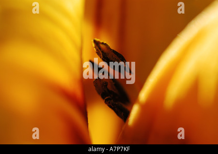 Taglilie (Hemerocallis spec.), Detail Innenansicht von einer Blüte Stockfoto