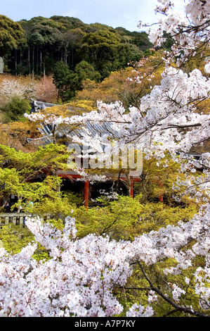 Honen In Kyoto Tempel Japan Blumen Cherry blossom Stockfoto