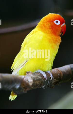 Fischers Lovebird (Agapornis Fischeri), auf Ast Stockfoto