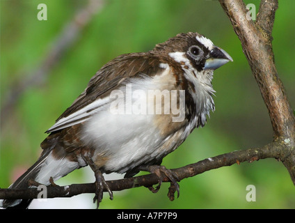 Bengalischen Finch (Lonchura Striata var.domestica), sitzen im Zweig Stockfoto