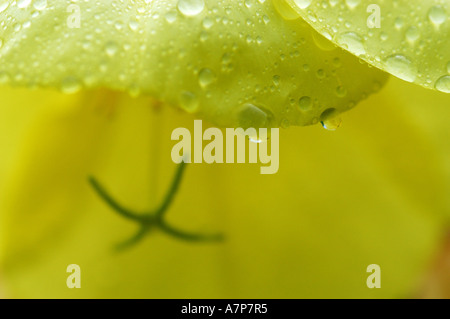 Nachtkerze (Oenothera spec.), blühen mit Regentropfen Stockfoto