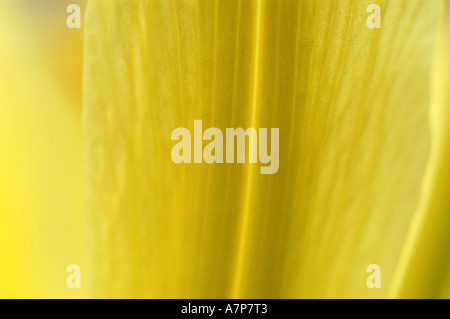 Taglilie (Hemerocallis spec.), Blütenblatt Stockfoto