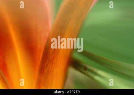 Taglilie (Hemerocallis spec.), Außenansicht von Blüte und Blatt Stockfoto