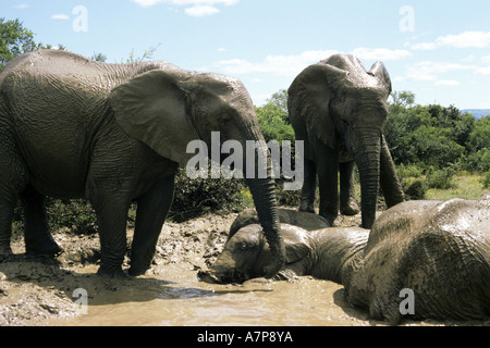 Afrikanischer Elefant (Loxodonta Africana), strömen, ein Bad in einem Wasserloch, Südafrika, Eastern Cape Stockfoto