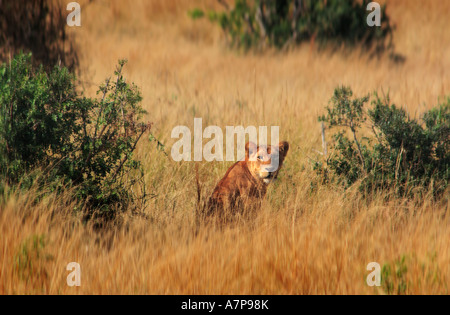 Weibliche Löwen, Murchison Falls Conservation Area, Uganda, Afrika Stockfoto