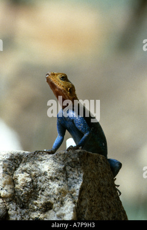 gemeinsamen Agama (Agama Agama), Kenia Stockfoto