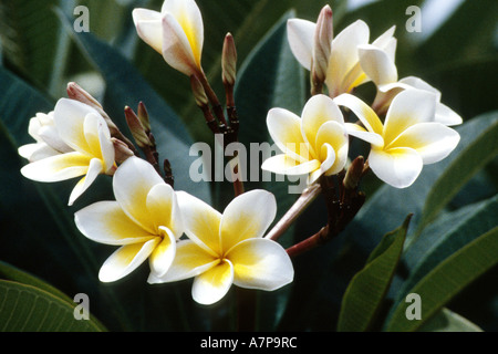 Frangipani Pflanze, Nosegaytree (Plumeria Alba), blühen, Seychellen, Praslin, Vallee de Mai NP Stockfoto