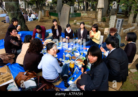 Aoyama Friedhof Tokio Partei während der Kirschblüte Hanimi Frühlingsfest Stockfoto