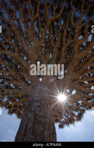 Dragonblood Baum (Dracaena Cinnabari), Homil Plateau, Insel Sokotra, Jemen Stockfoto