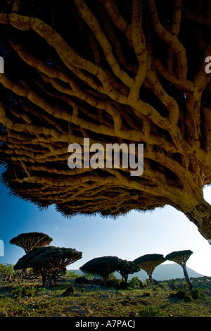 Dragonblood Baum (Dracaena Cinnabari), Homil Plateau, Insel Sokotra, Jemen Stockfoto