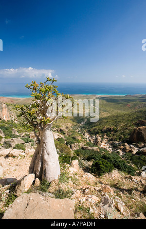 Flaschenbaum, Homil Plateau, Insel Sokotra, Jemen Stockfoto