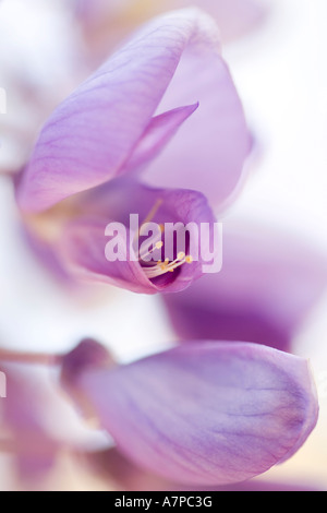 Nahaufnahme von lila Glyzinien Blüten Stockfoto