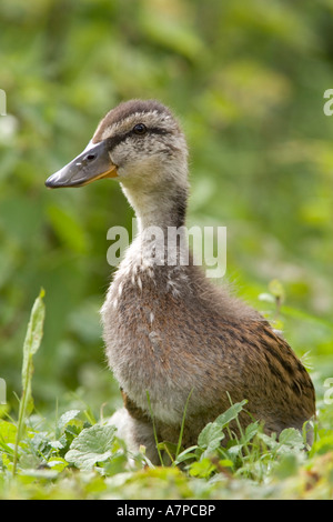 Niedliche Juvenile Mallard Duck Anas Platyrhynchos Gras weichen Hintergrund Stockfoto
