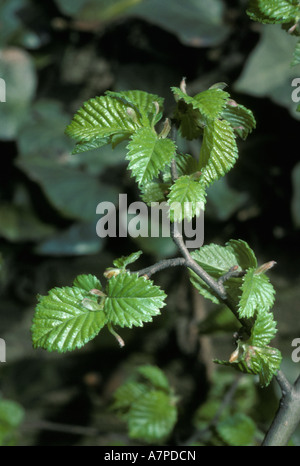 Englische Ulme Ulmus Procera Ulme junge Blätter im Frühjahr UK Stockfoto