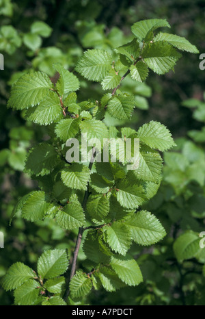 Englische Ulme Ulmus Procera Blätter im Frühling UK Stockfoto