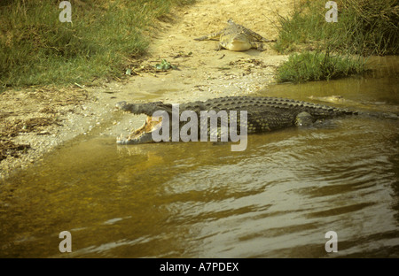 Nil-Krokodil Crocodylus Niloticus Aalen von der Nil-Uganda Stockfoto
