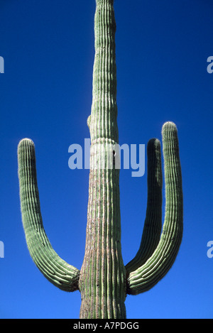 Saguaro Kaktus Cereus Giganteus oder Carnegiea Gigantea Saguaro National Park Tucson Arizona Stockfoto