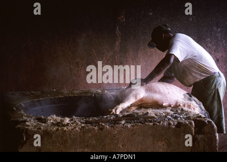 Mann mit Schwein, kleine Antillen, Inseln über dem Winde, Antigua Stockfoto