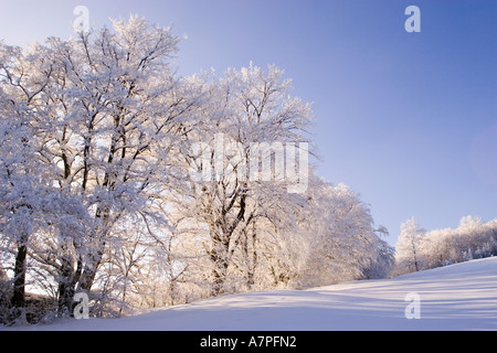Bäume mit viel Schnee Peilstein Niederösterreich Stockfoto