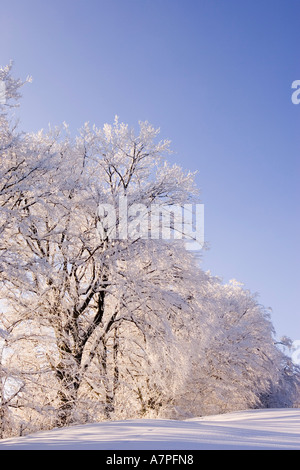 Bäume mit viel Schnee Peilstein Niederösterreich Stockfoto